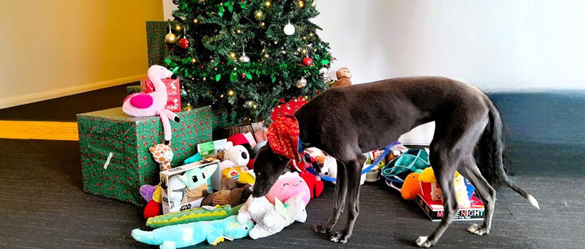 Greyhound Sybil inspecting the Christmas gifts