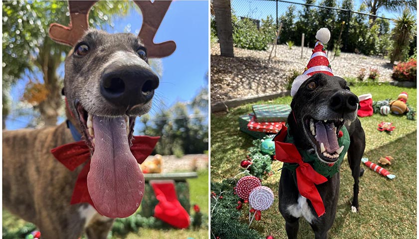Left - Brown Greyhound wearing reindeer ears and red bow-tie and Right - Black Greyhound wearing Christmas hat and red bow-tie